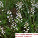 Строительство и ремонт квартир, домов, советы | Строительство и ремонт квартир, домов, советы - Как сделать пруд на даче, в саду, возле дома